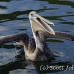 pelican_brown_can_h_0082_mex0092.jpg